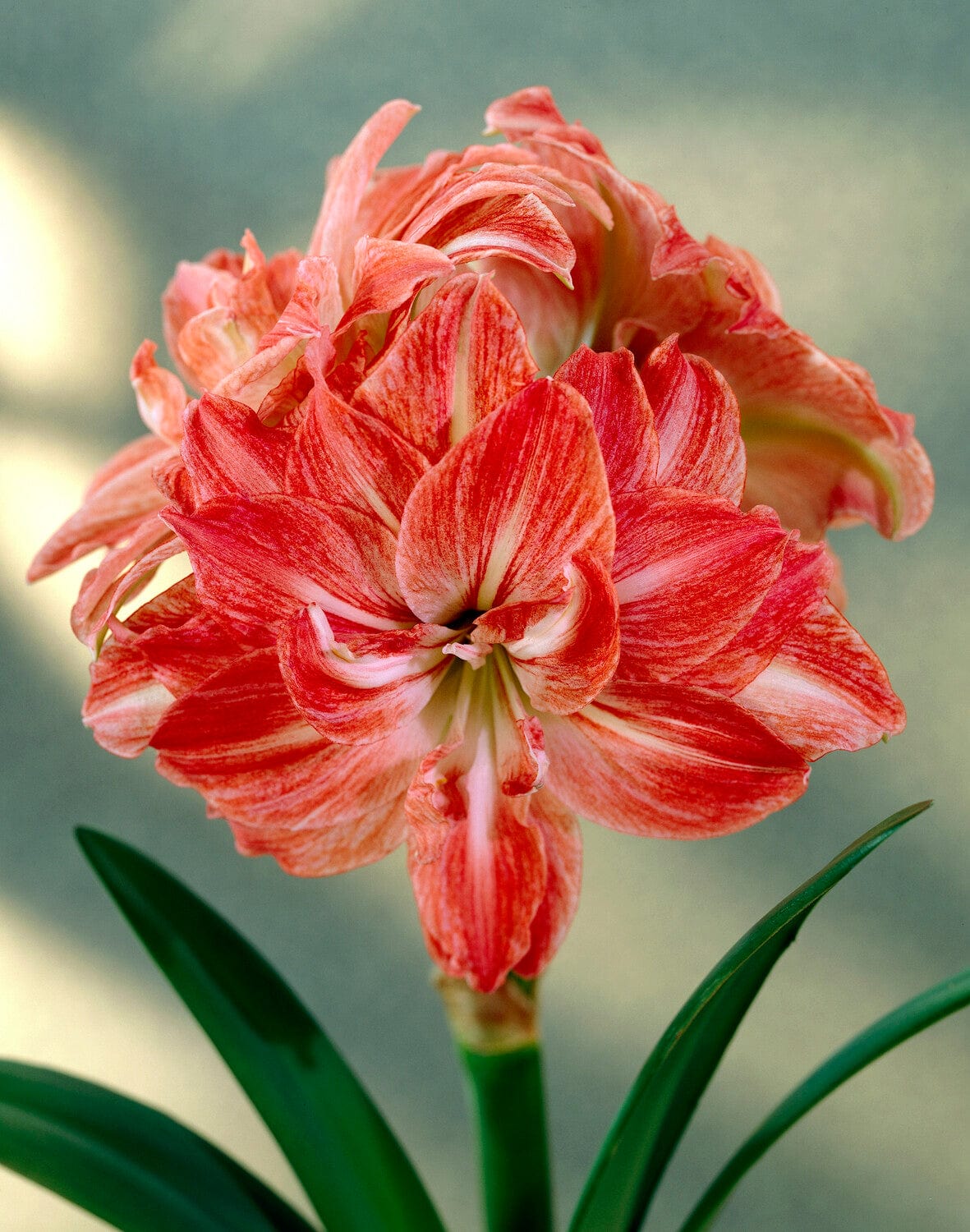 Amaryllis 'Lady Jane'